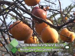 TRABZON HURMASI HATAY’DA HAYAT BULUYOR 02.12.2011