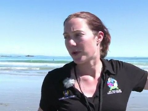 Nouvelle-Zélande: des pingouins retournent à la mer