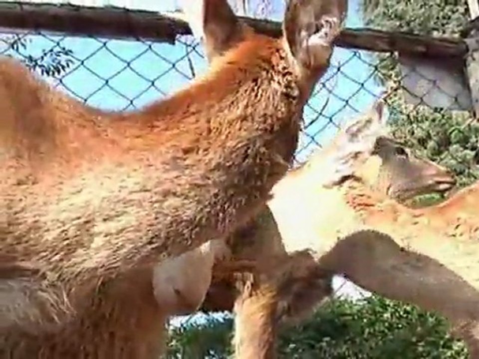 Reh liebt schafsbock: china ist entzückt
