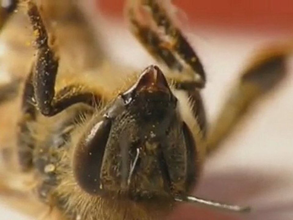 7. AZK Film - Summ mir das Lied vom Tod