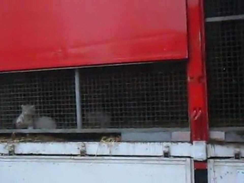 Tigres du cirque Maximum