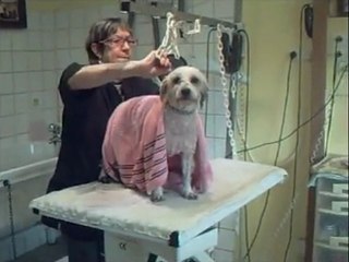 salon toilettage regard canin barbouille