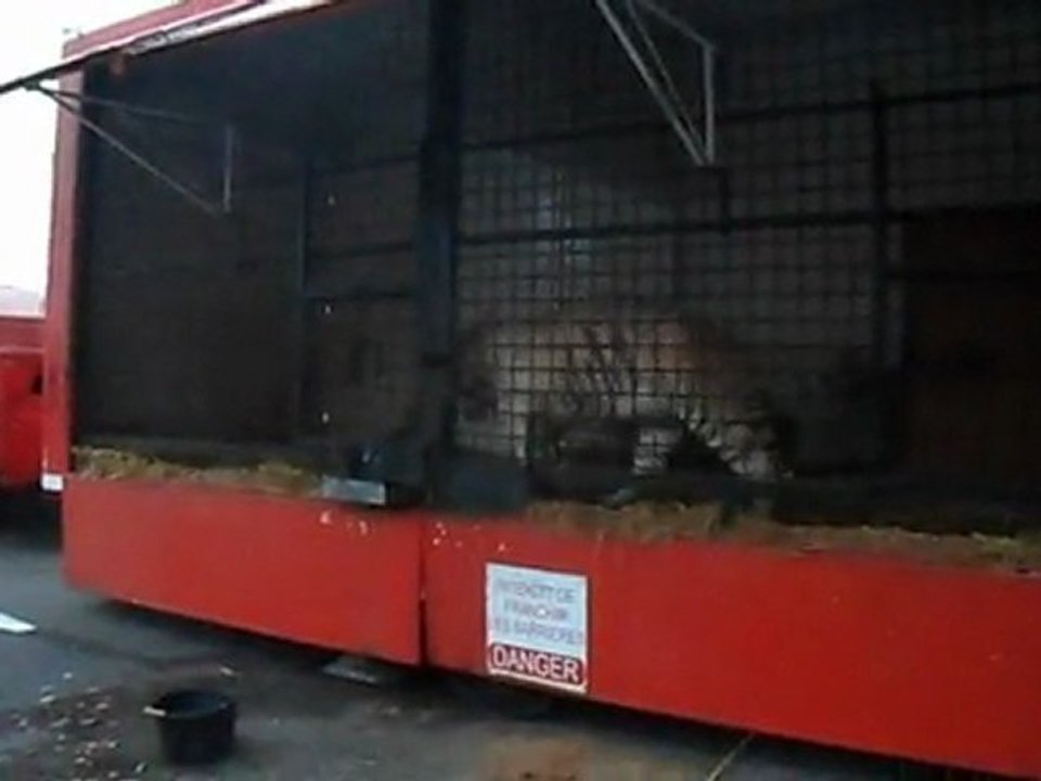 Tigre blanc et lion au cirque Maximum