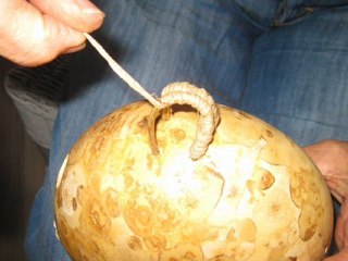 gourdes corses