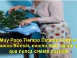 como cultivar bonsai - cuidados del bonsai - arbol bonsai