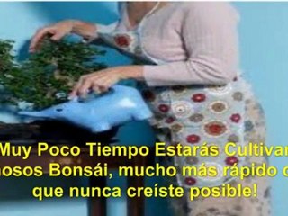 cuidar bonsai - bonsai significado - bonsai artificial