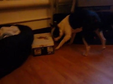 Boston terrier puppy tricks