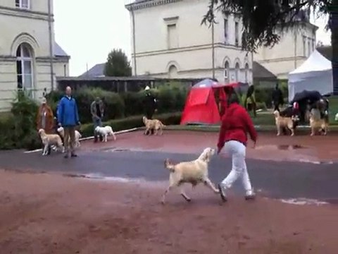 Nationale élevage Roiffé pupy femelle 11-9-11