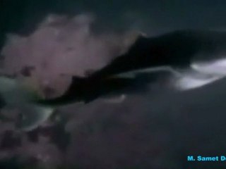 Ahtapot & Köpekbalığı Savaşını Kim Kazanıyor