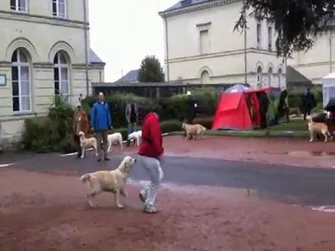 Nationale élevage Roiffé puppy femelle 11-9-11