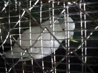 cacatoes dit "hello"