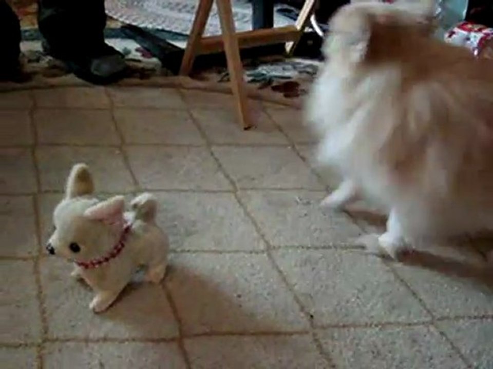 Chi-Chi Chihuahua