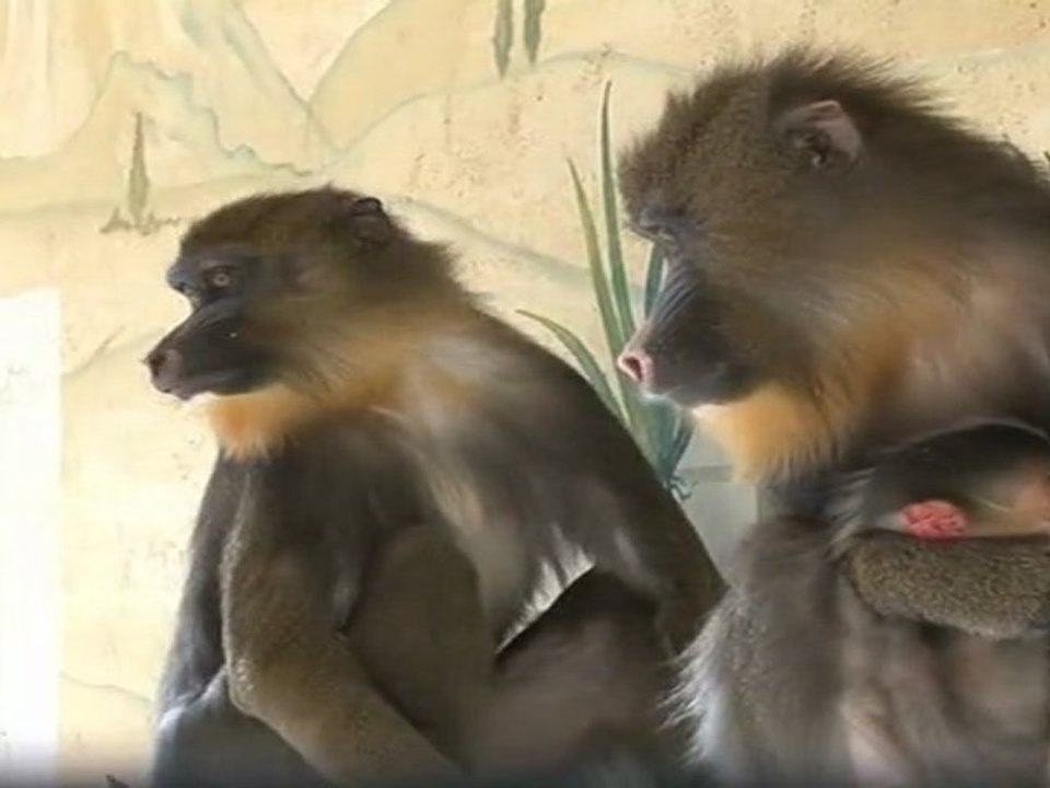 Bébés mandrills