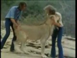 Christian The Lion - the full story in HQ with Sigur Ros sou