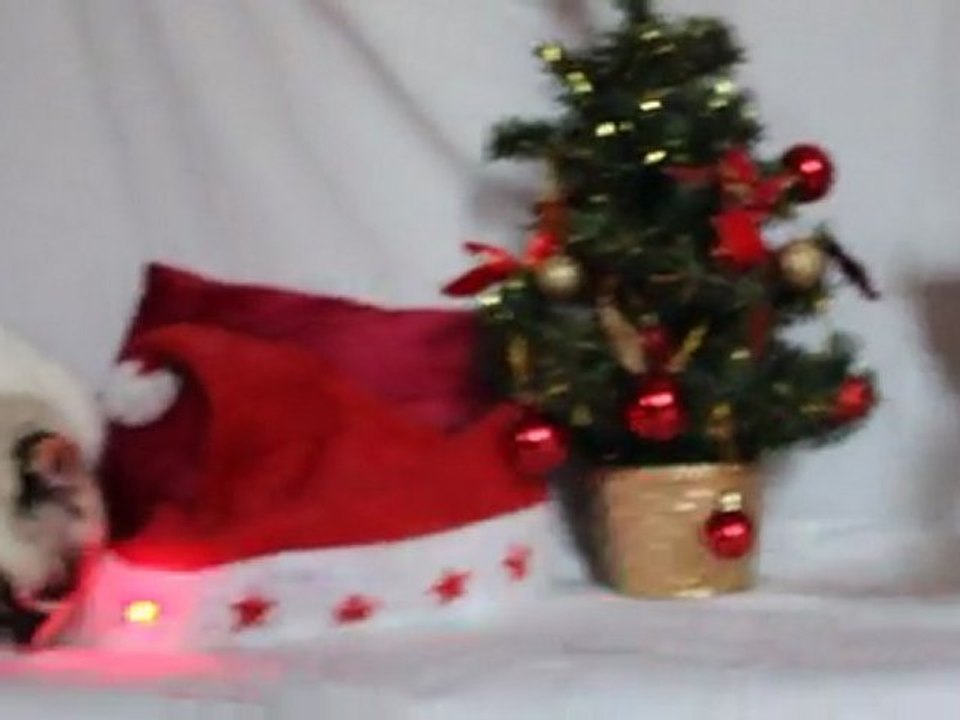 JOYEUX NOEL CHATONS