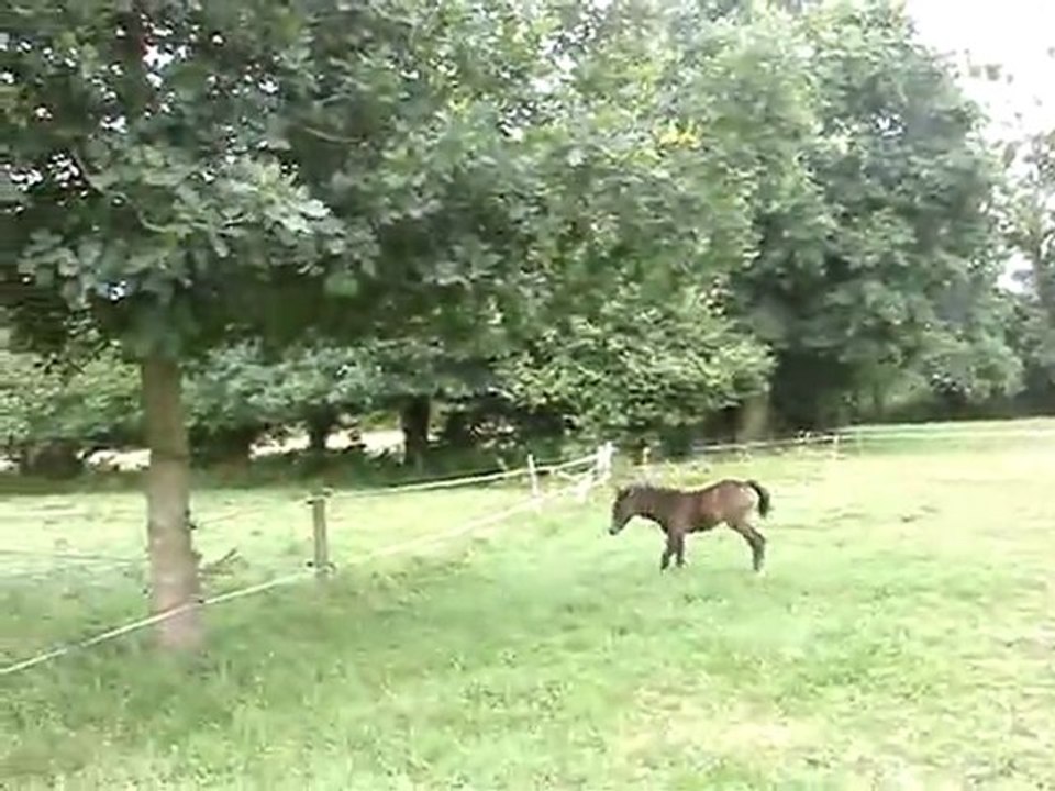 MOV00107 Bingo et Be-Bop jouent