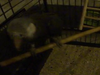 Bonne nuit mon Jacko