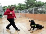 Investigadores catalanes adiestran a perros para detectar la hipoglucemia en diabéticos