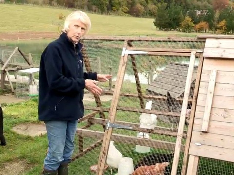 How To Get Chickens To Bed