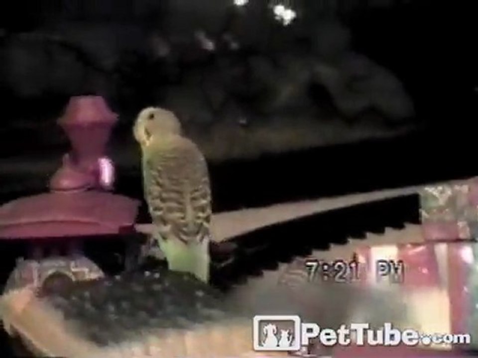 Bird Conductor on the Christmas Train