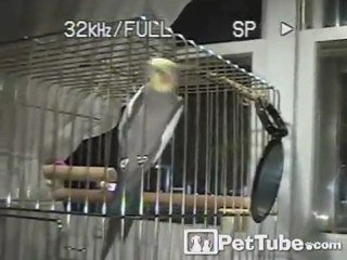 Smedley the Escaping Bird: Caught in the Act