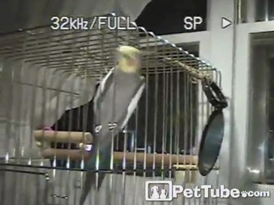 Smedley the Escaping Bird: Caught in the Act