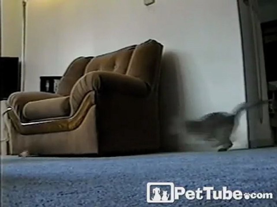 The Flying Feline