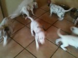 Vidéo chiots dalmatien 5 semaines