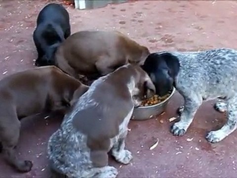 Nos chiots braques allemands des mannes fleuries