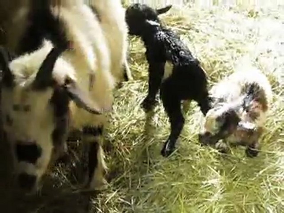Elevage des Tourelles - Eglantine s'occupe de ses bébés tout juste nés !