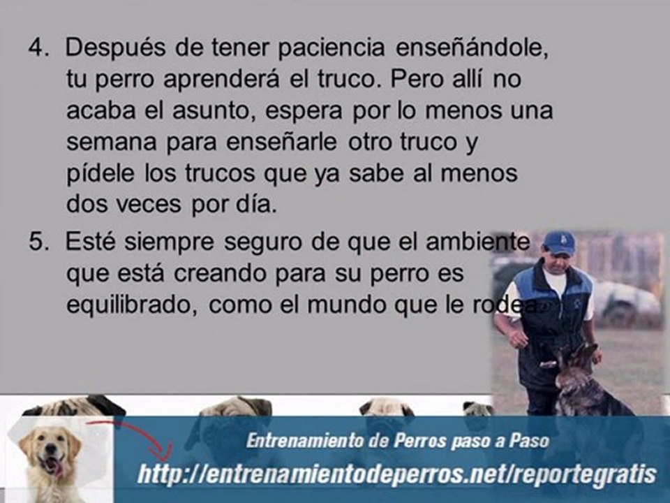 Los Mejores Secretos del Entrenamiento de perros