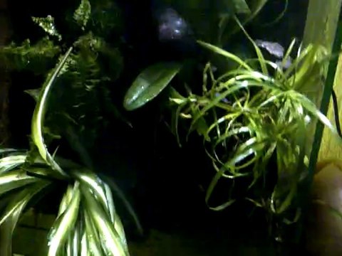 VID-20111209-00035