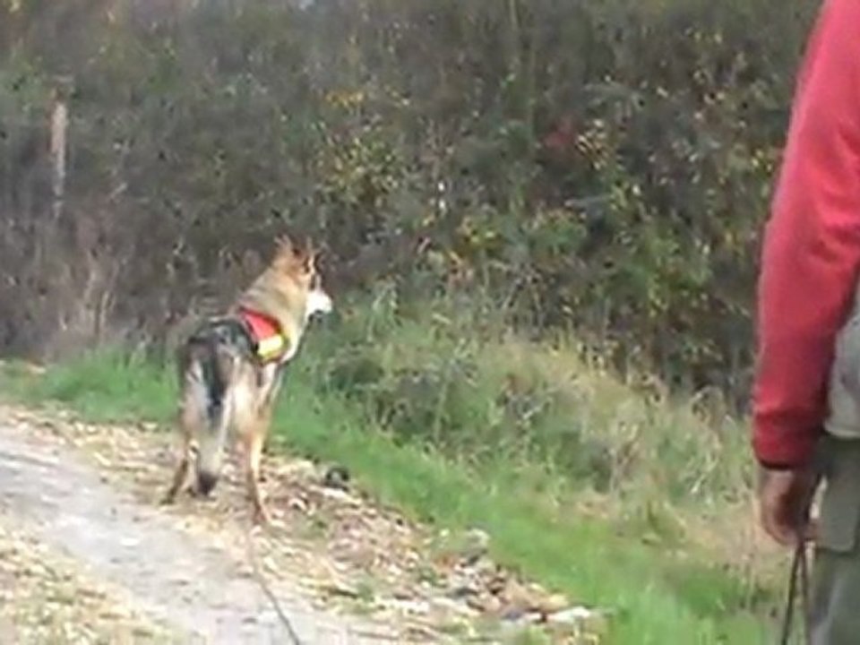 chien loup tchecoslovaque en recherche utilitaire