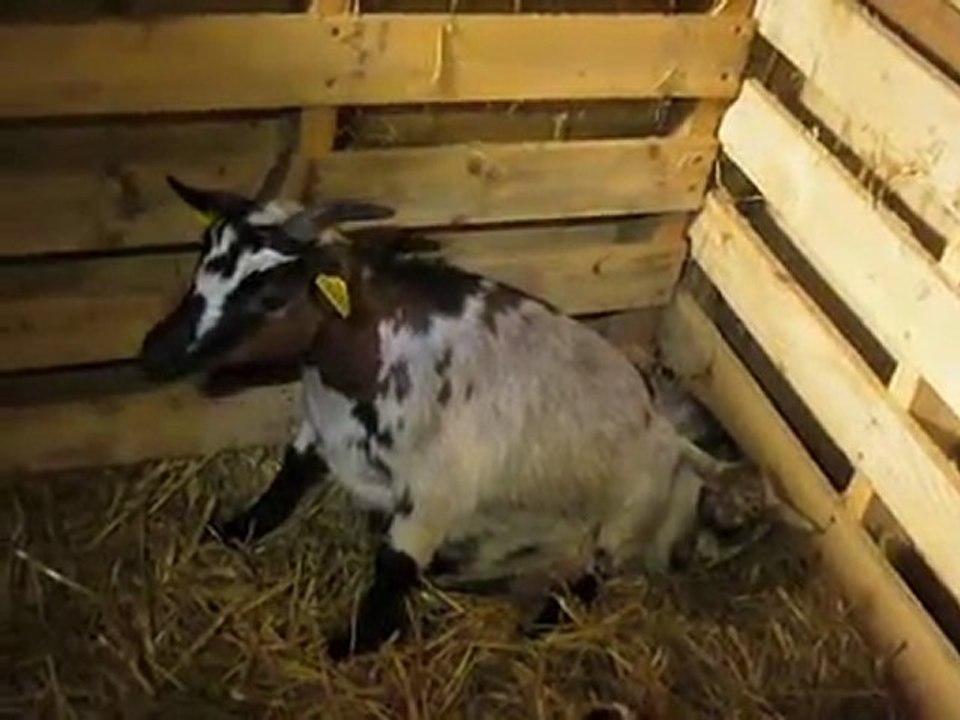Elevage des Tourelles - Elina assise en vache devant sa fille !