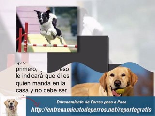 Como Educar a un Cachorro para ir al Baño