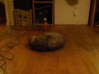 Baloo leker med presentråttan