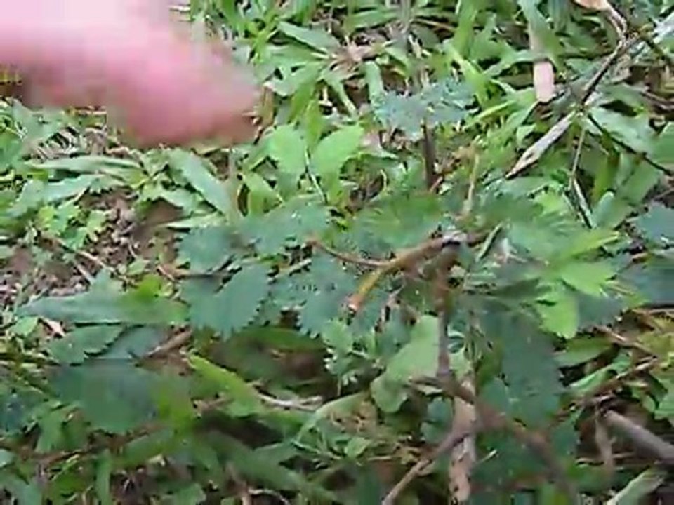 Vegetaux magiques