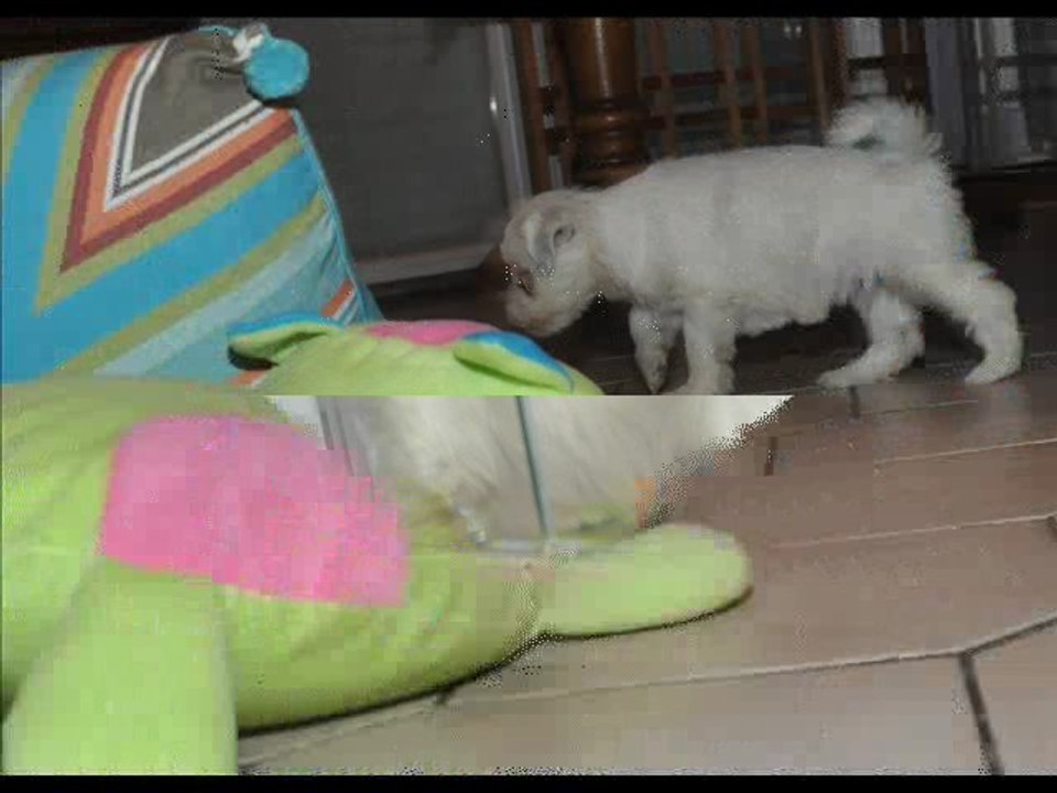 TT puppies 2011-10-19