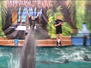 Новый дельфинарий открылся в Москве