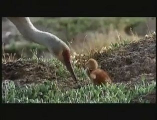 __Masters Of The Field [Le Peuple Migrateur] (Bruno Coulais)