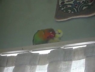 ayyaş,berduş,fatoş