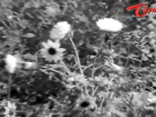 Athma Gouravam - Telugu Songs - Valapu Virisina - ANR - Kanchana