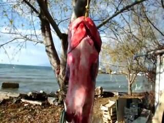 İznik Gölünde Dev Balık Yakalandı