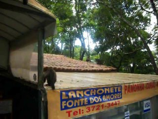 ANA COM MEDO DOS MACACOS  FOI assustada por eles