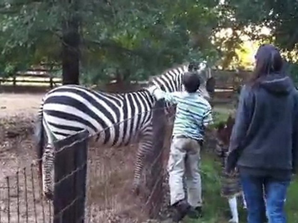 zebre