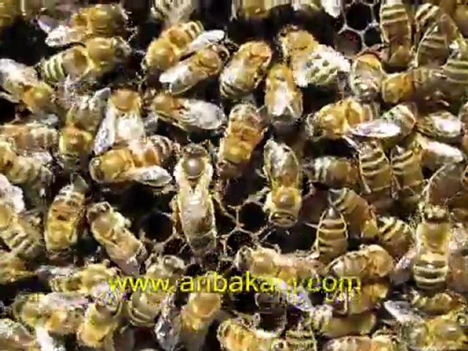 Anadolu arısı, arıcılık videosu