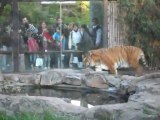Tigre del Zoo de Bs.As P2