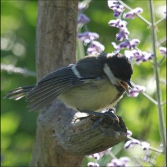 Mésange charbonnière