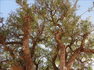 Huile d'argan 100% biologique