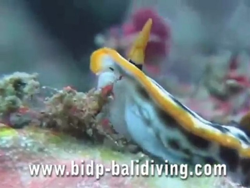 BIDP  -  BALI  00